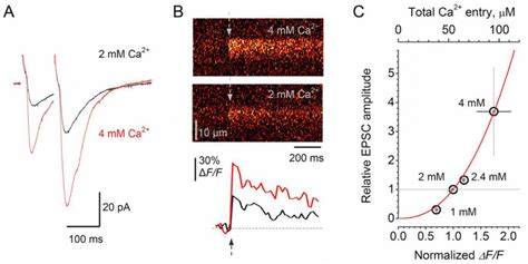 Ca 2 Entry In Mf Giant Boutons Controls Synaptic Responses In Ca3