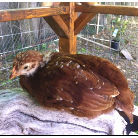 Kate Our Rhode Island Red At About 5 Weeks Road Island Red Chicken