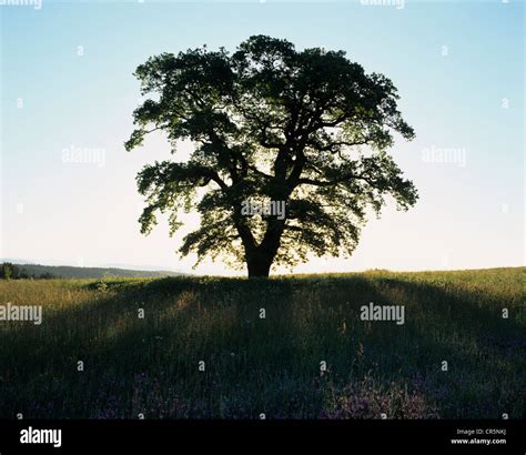 Solitary Tree Silhouette Hi Res Stock Photography And Images Alamy