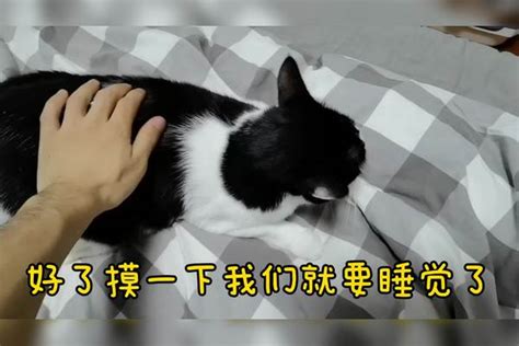 会和主人说话的猫，为了让主人多摸会，直接躺下卖萌