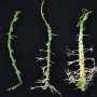 Scientists Identify Gene That Triggers Dramatically Increased Root