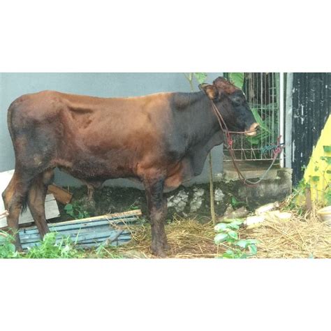 Jual Sapi Qurban Shopee Indonesia