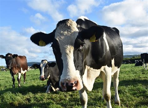 Doen A Da Vaca Louca Como O Manejo Nutricional Pode Salvar O Rebanho