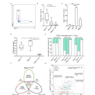 Siglec Cd T Cells Display A Highly Proliferative And Functional