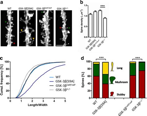 GSK 3β imbalance in neurons alters dendritic spine density and