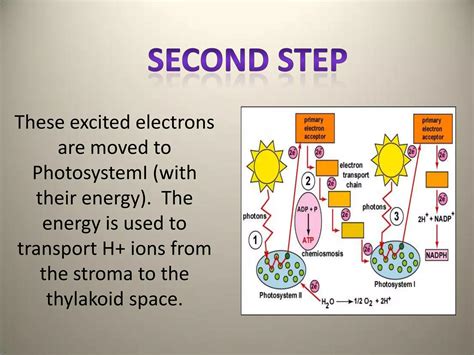 Energy and photosynthesis | PPT