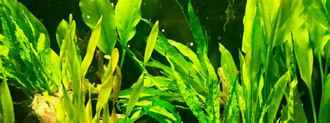 Ask The Aquarium What Are The Benefits Of Live Plants Bristol Aquarium