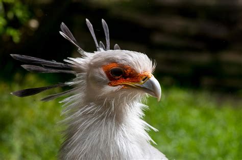 Secretary bird by Scara1984 on DeviantArt