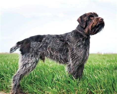 The Wirehaired Pointing Griffon Controversy in North America