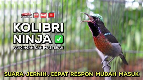 Konin Gacor Isian Mewah‼️ Cocok Untuk Masteran Murai Batu Dan Pancingan Burung Bahan Episode