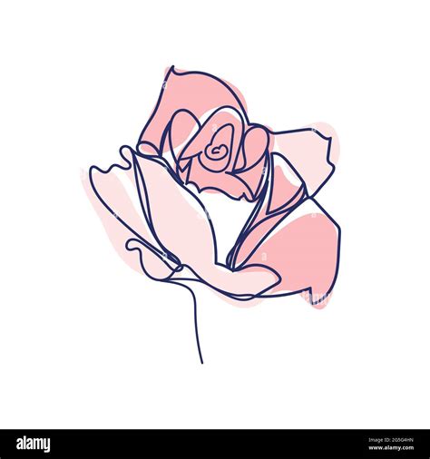 Continuous Line Drawing Of Beautiful Flower Rose Stock Vector Image