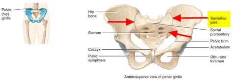 Sacroiliitis Causes Symptoms Diagnosis Exercises Treatment