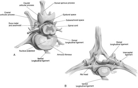 Canine Spine Anatomy Diagram