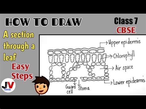 Draw A Well Labelled Diagram Of Cross Section Of A Leaf Infoupdate Org