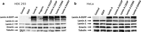 Western Blot Analysis Of HEK 293 A And HeLa B Cells Collected 72 H