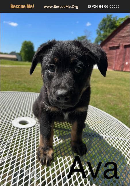 ADOPT 24040600065 German Shepherd Rescue Salisbury North Carolina NC