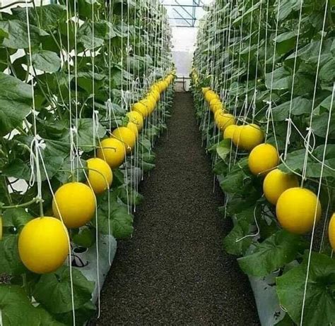 Pin By K Schachterle On Garden Edible Garden Fruit Plants Hydroponic Grow Systems