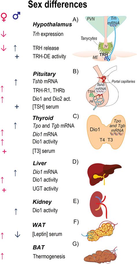 Frontiers Sex Dimorphic Responses Of The Hypothalamus Pituitary Thyroid Axis To Energy Demands