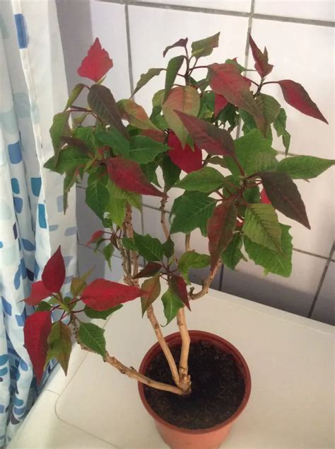 Comment Faire Rougir Les Feuilles De Poinsettia