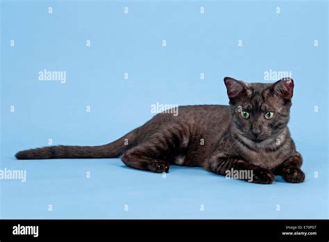 Egyptian Mau Cat Breed Kitten Colour Black Smoke Stock Photo
