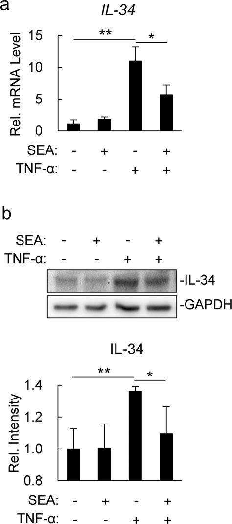 SEA inhibits TNF α induced IL 34 expression a LX 2 cells 1 10⁶