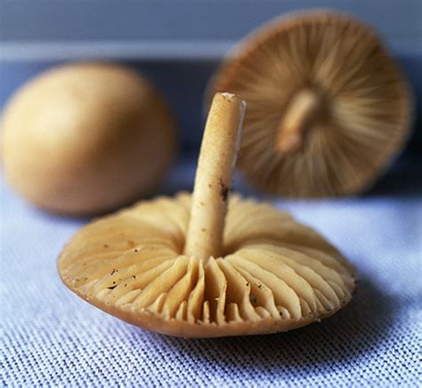 Mousserons Marasmius oreades Paris Saveurs le spécialiste du