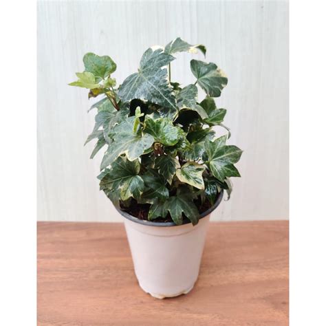 Cappl Live Variegated White English Ivy Hedera Helix Indoor Plant