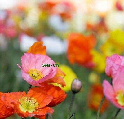 ISLANDMOHN BUNT MIX PAPAVER NUDICAULE Seidenmohn edle Mohn Blüten 200