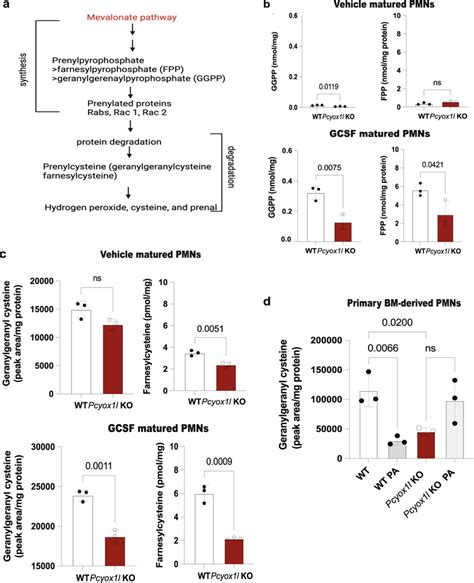 Pcyox1l Deficient Neutrophils Show Significant Alterations In