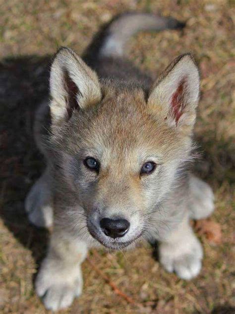 Real Cute Baby Wolves