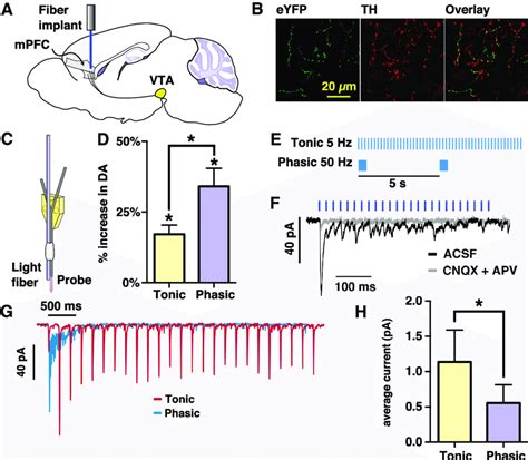 Effects Of Stimulating Dopaminergic Fibers From The Vta To Pfc And