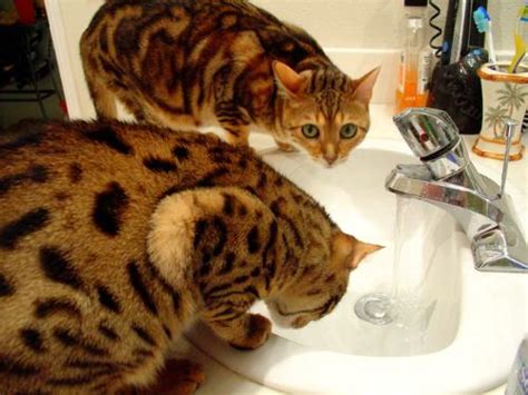 Bengal Cat Patterns | Top Cat Directory