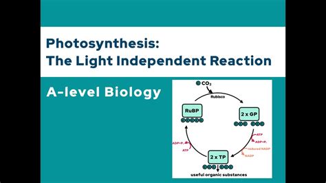 Photosynthesis Light Independent Reaction Calvin Cycle A Level Biology Ocr Aqa Edexcel Youtube