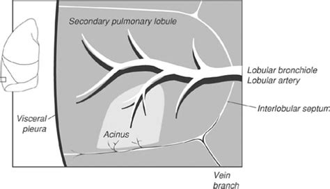 Secondary Pulmonary Lobule