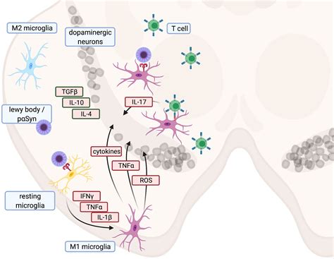 Frontiers Neuroinflammation In Parkinsons Disease Putative