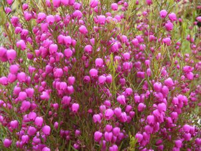 Boronia Heterophylla Boronia Heterophylla Boronia Feuillage Vari