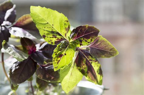 Thai Basil Leaves, Common Basil Healthy Herb Stock Image - Image of ...