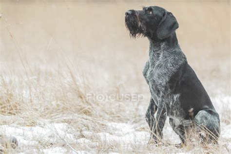 German Wirehair Pointer Stock Photos Royalty Free Images Focused