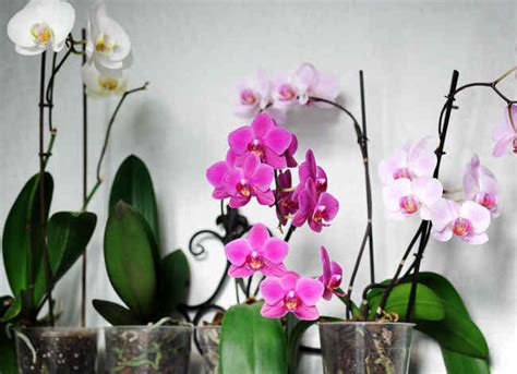 Comment Provoquer La Floraison D Une Orchid E Housekeeping Magazine