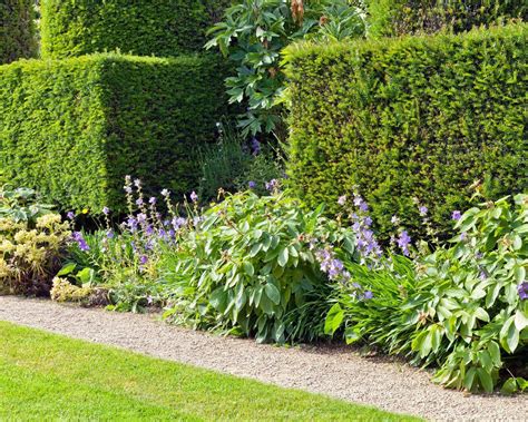 Pruning yews: top tips for getting yours in shape | Gardeningetc