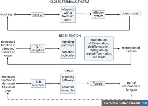 Schematic representation of closed feedback control systems Feedback... | Download Scientific ...