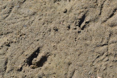 Deer Hoof Prints in Sand - Green Thumb Advice