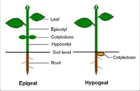 Schematic diagram for epigeal and hypogeal seedlings. | Download Scientific Diagram