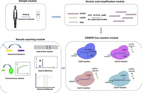 Lamp Crispr Poct