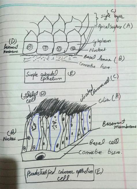 Solved LA3 1 Tissue Drawings Instructions Draw A Sample Of Tissue At