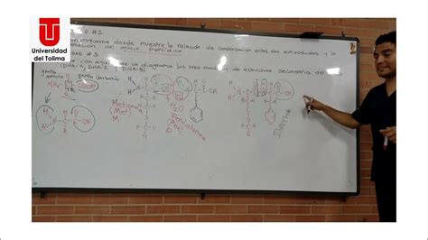 Condensación Entre Aminoácidos Enlace Peptidico Y Estructuras