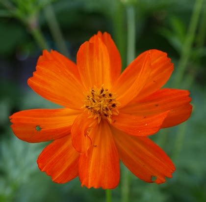 Cosmos Sulphureus