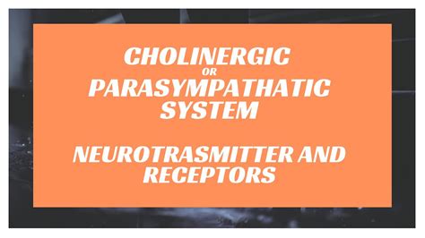 Cholinergic Or Parasympathatic System Its Neurotransmitter And