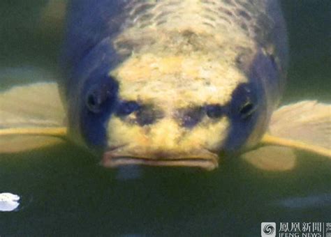 WATCH: Is Carp Fish WIth Human Face Video Real?