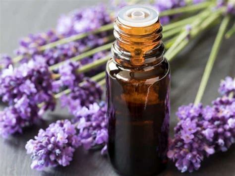 Aceite Esencial De Lavanda Propiedades Y Usos Ecocosas